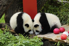 Panda waleta upendo kwenye maisha ya kila siku mjini Berlin, Ujerumani